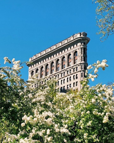 The Flatiron Building in front of a tree with blooming white flowers